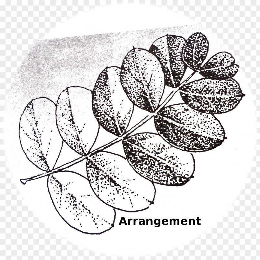 Drawing Leaflets Petal Flowering Plant /m/02csf Leaf PNG