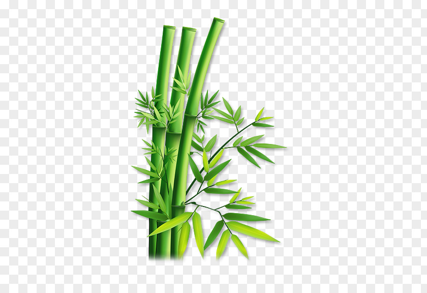 Green Bamboo Hemp PNG