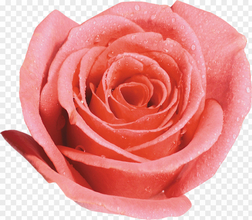 Pink Roses Beach Rose Garden Desktop Wallpaper Clip Art PNG