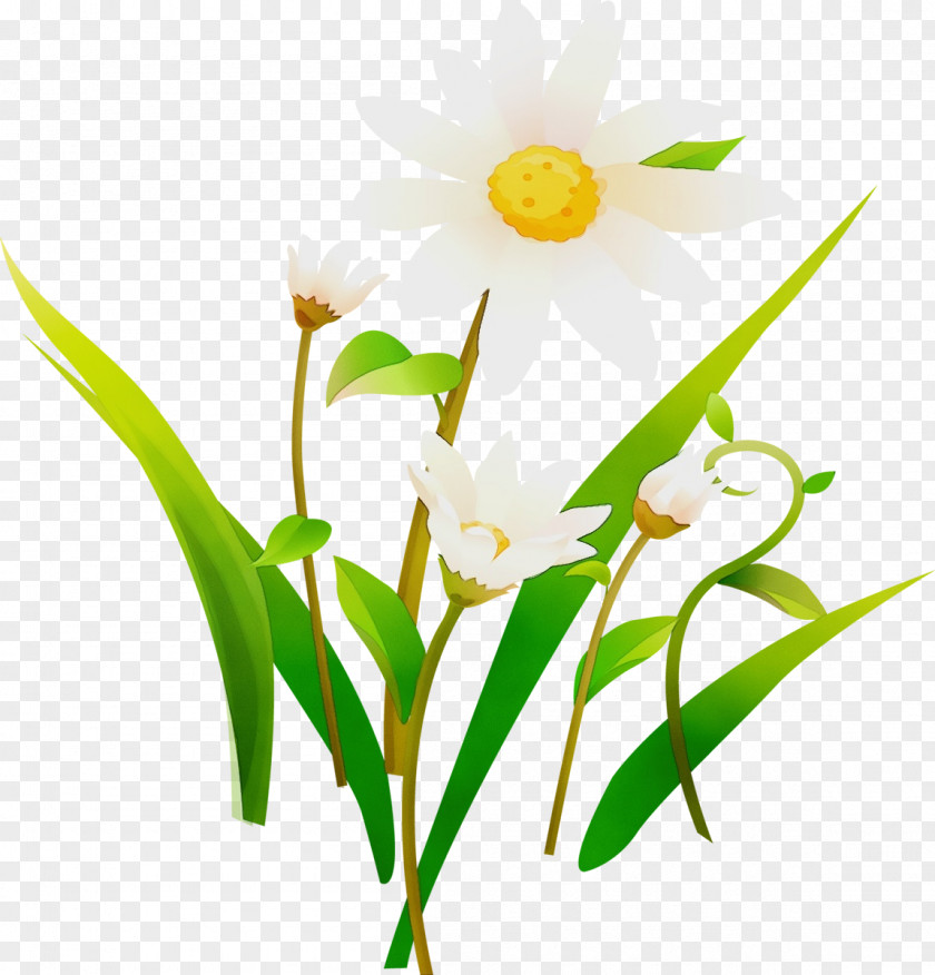 Plant Stem Grass Flower Flowering Petal Narcissus PNG