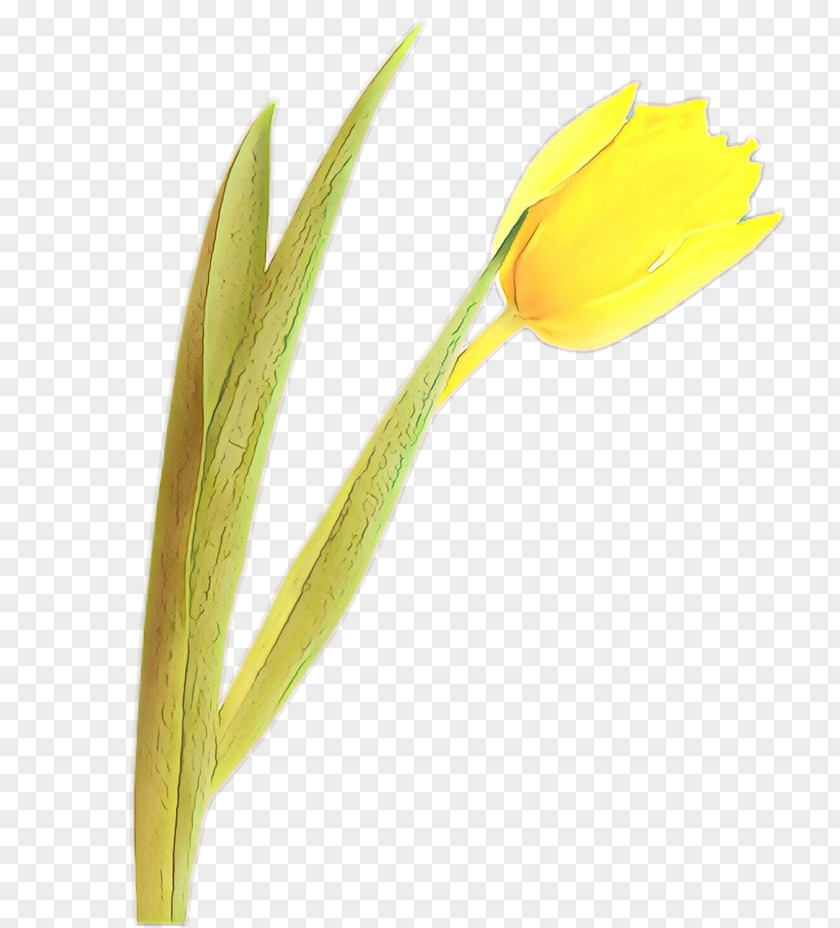 Plant Stem Lily Family Yellow Flower Tulip Pedicel PNG