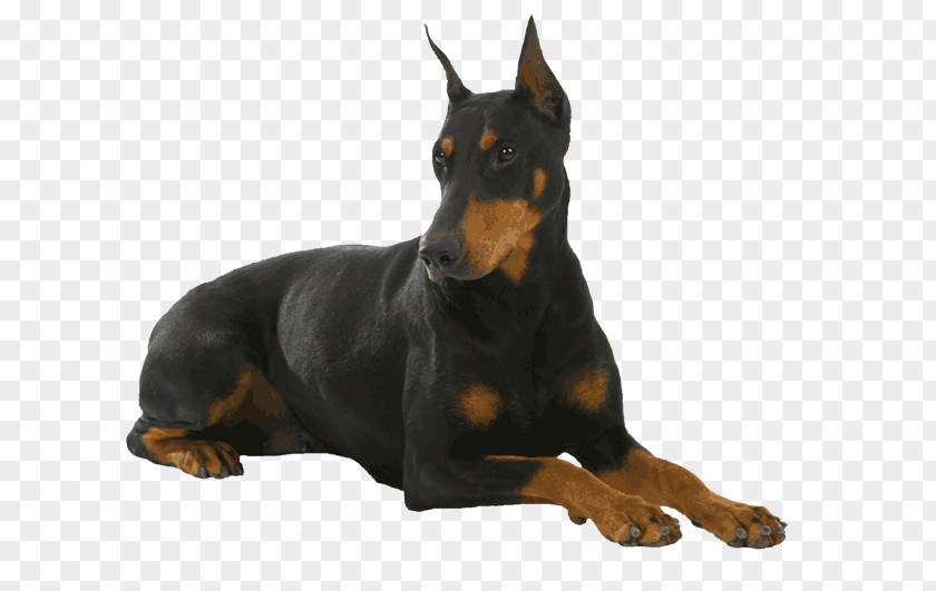 Sitting On The Dog Dobermann German Pinscher Miniature Puppy Schnauzer PNG