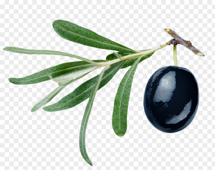 Black Olives Gemlik Olive Oil Malfouf Salad PNG