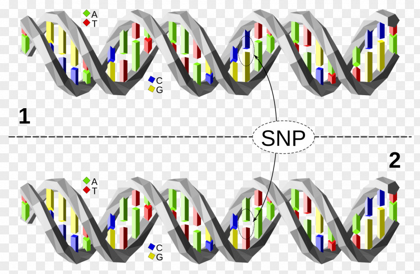 Chromosome Single-nucleotide Polymorphism DNA Base Pair Gene PNG