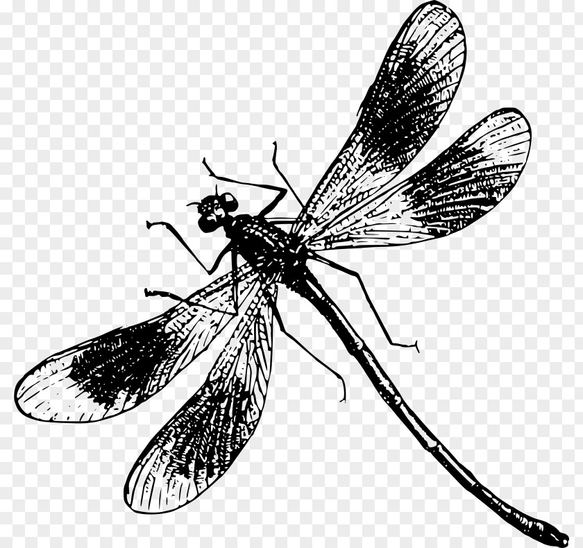 Dragonfly Insect Clip Art PNG