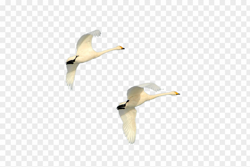 Travel Sky Duck Cygnini Goose PNG