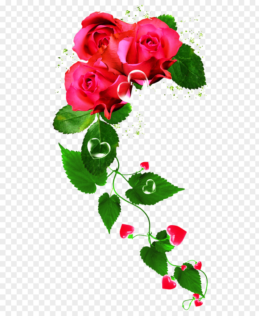 Affectionate Background Cabbage Rose Garden Roses Floribunda Flower PNG