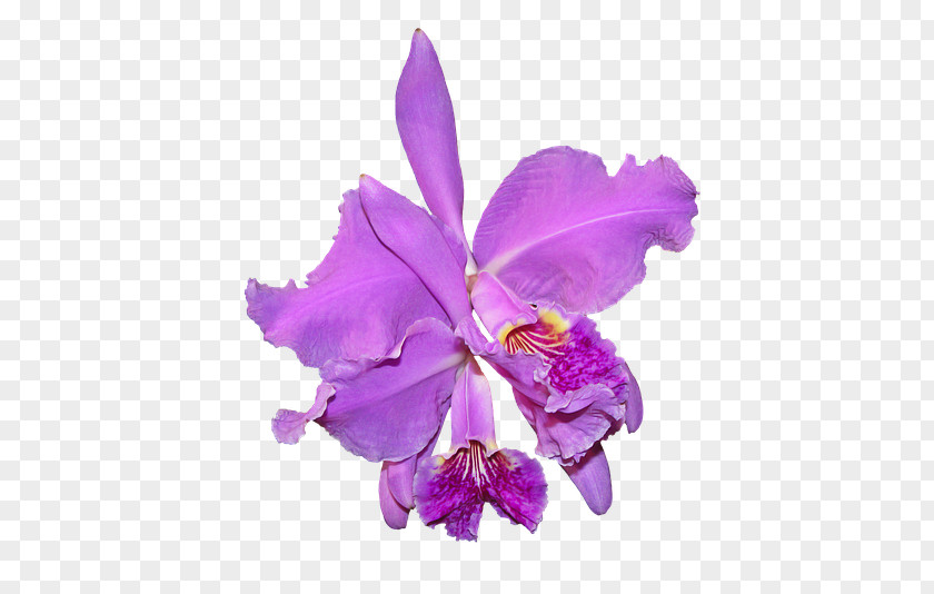 Orchid Crimson Cattleya Moth Orchids Flowering Plant PNG