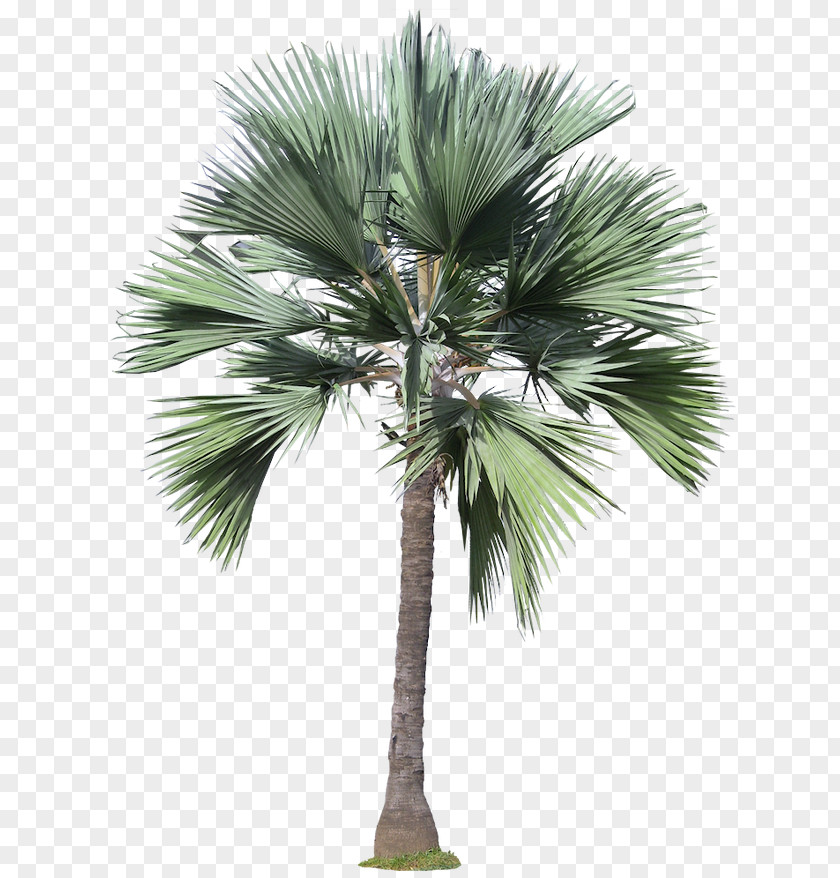 Palm Arecaceae Tree Plant PNG