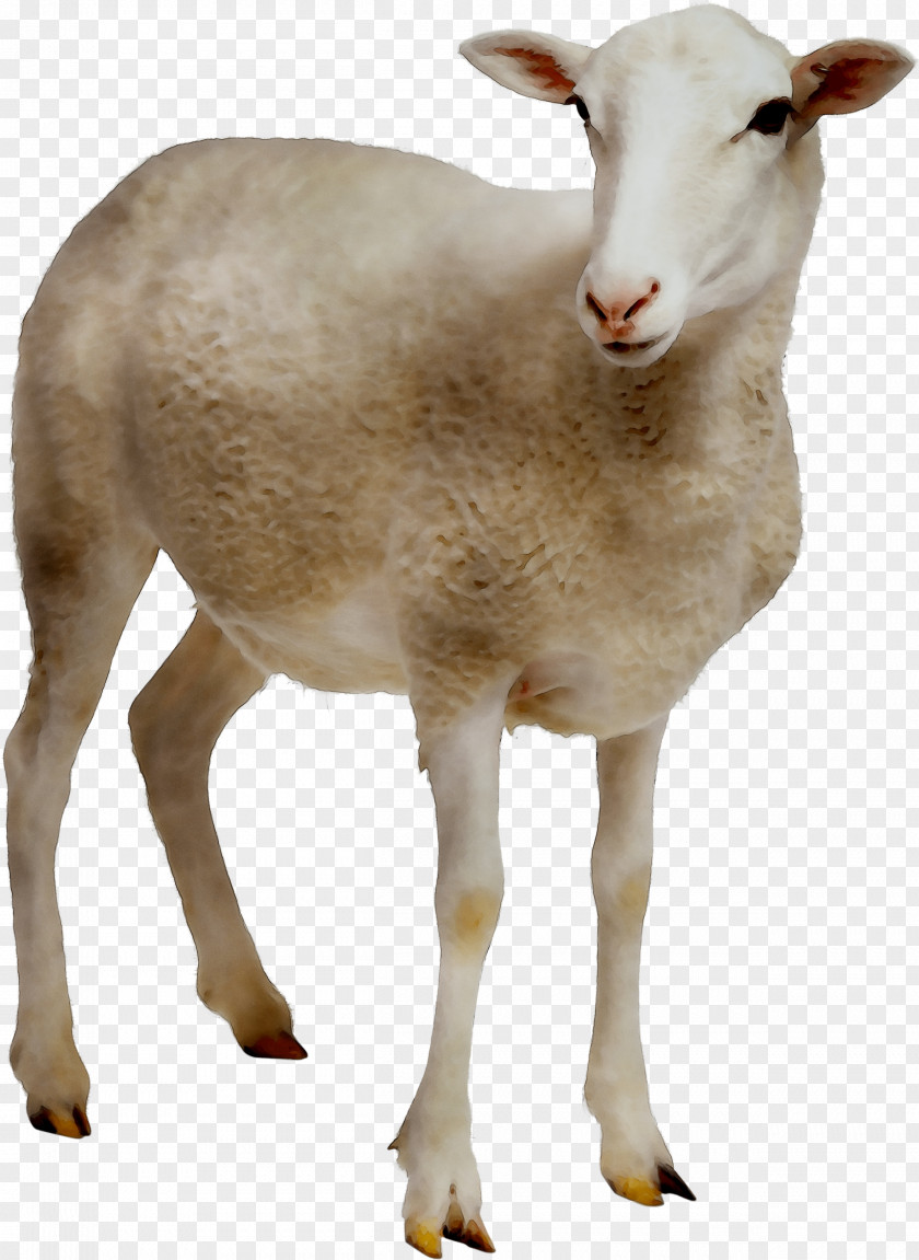 Sheep Farming Goat Clip Art PNG
