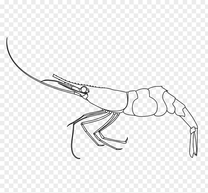 Shrimp Drawing PNG , shrimps clipart PNG