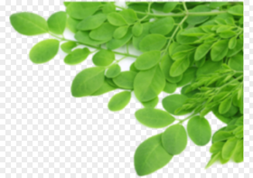 Tea Leaves Green Coffee Extract Drumstick Tree Nutrient Food PNG