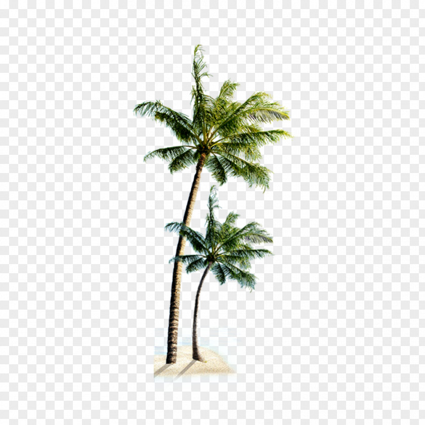 Beach Coconut Tree Playa Verde Villa Praia Do Coqueiro PNG