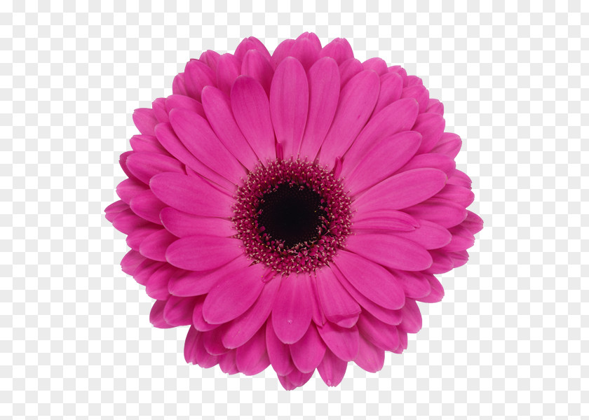 Flower Barberton Daisy Common Stock Photography Royalty-free PNG