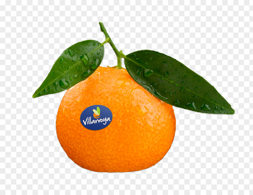 Grapefruit Clementine Mandarin Orange Tangerine Rangpur Tangelo PNG