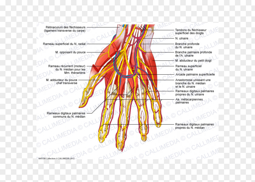Hand Nerve Blood Vessel Finger Muscle PNG