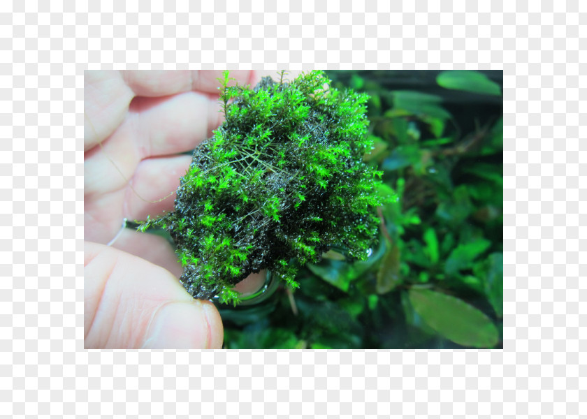 Moss Aquariums Aquatic Plants Herb PNG