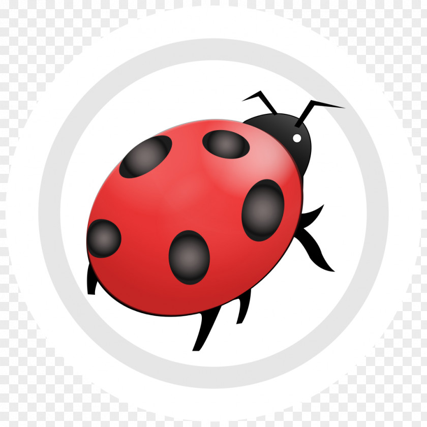Beetle Ladybug Ladybird PNG