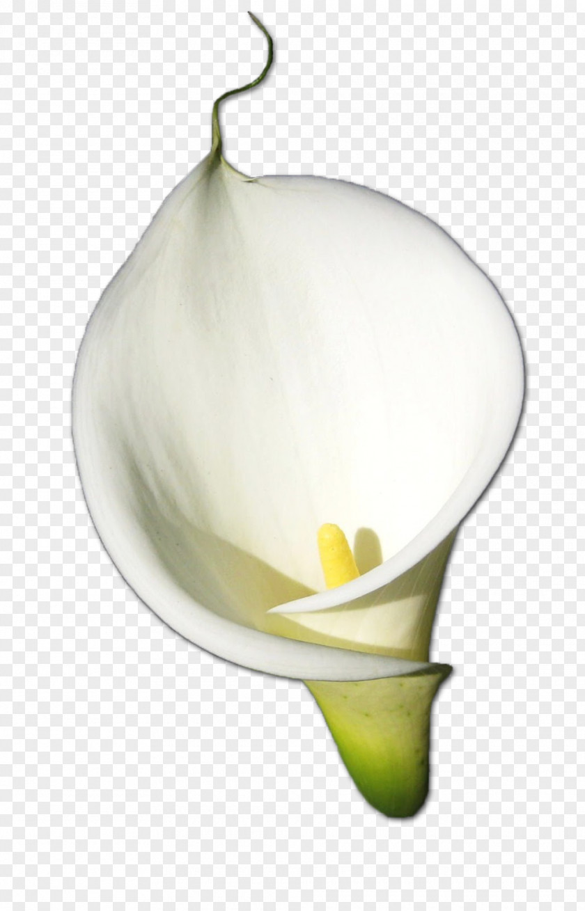 Calla HD Rose Flower Arum-lily PNG