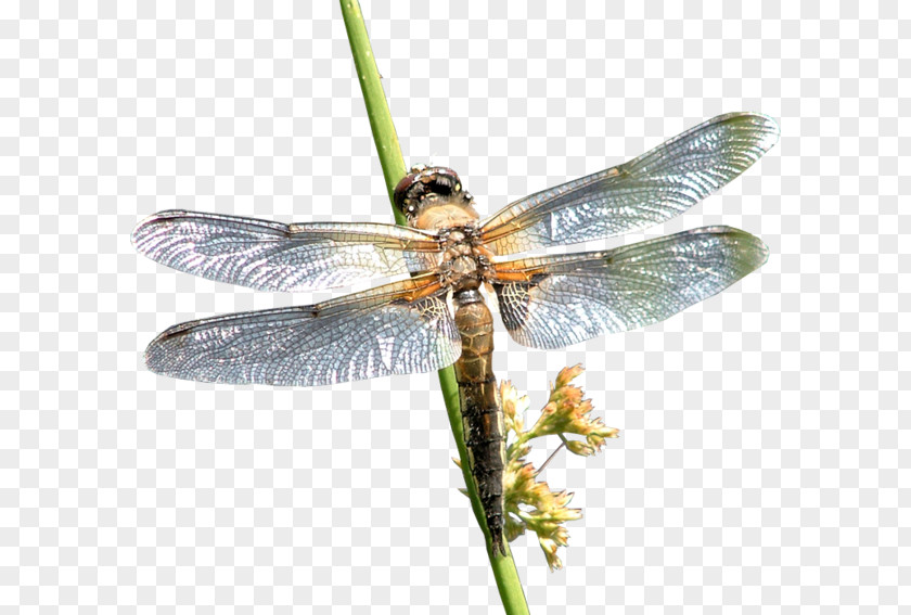 Dragonfly Insect Cruella De Vil Sarthe PNG
