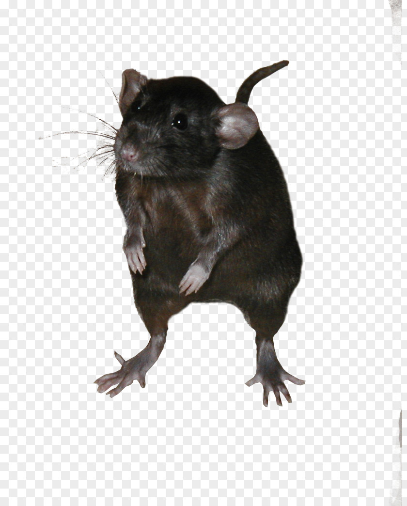 Mice And Rats, Mouse Gerbil Ricefield Rat Black Rodent PNG