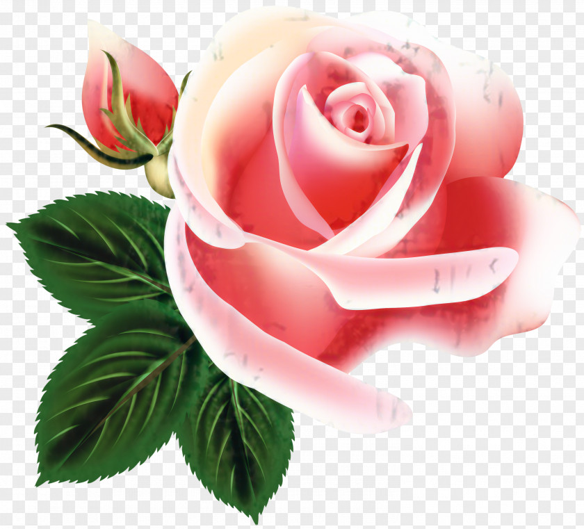 Camellia Floribunda Pink Flower Cartoon PNG