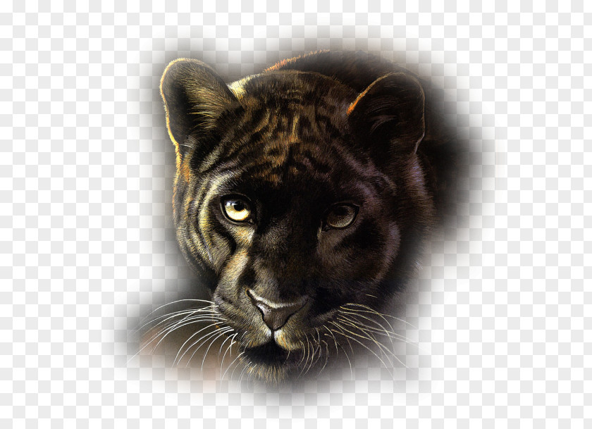 Cat Panther Leopard Tiger PNG
