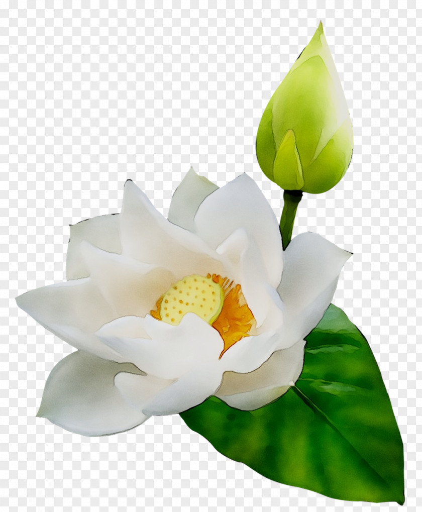 Clip Art Sacred Lotus Image Desktop Wallpaper PNG