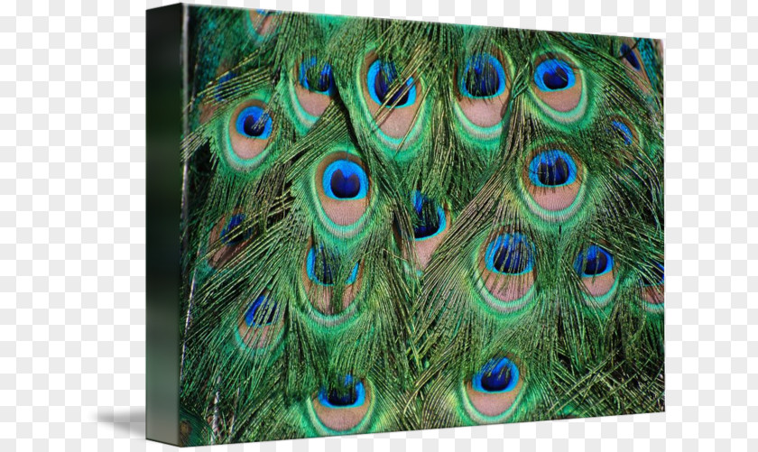 Color Peacock Feathers Feather PNG