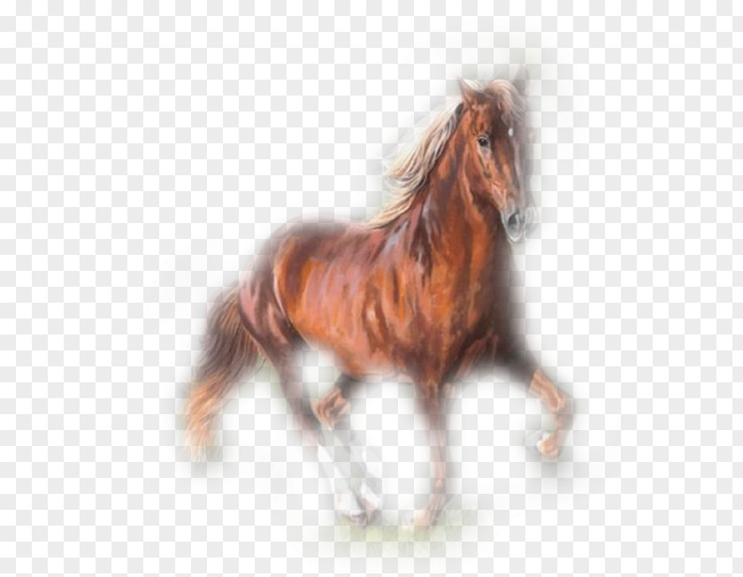 Mustang Stallion Butterfly Pony Mule PNG