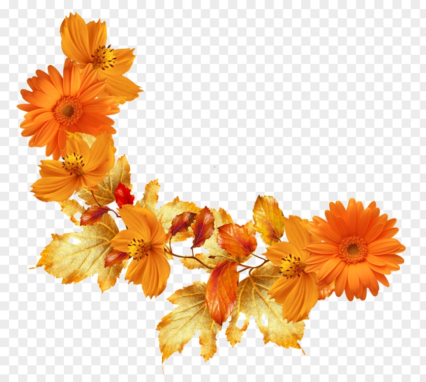 Orange Flowers Autumn Leaf Color Flower Picture Frames Clip Art PNG