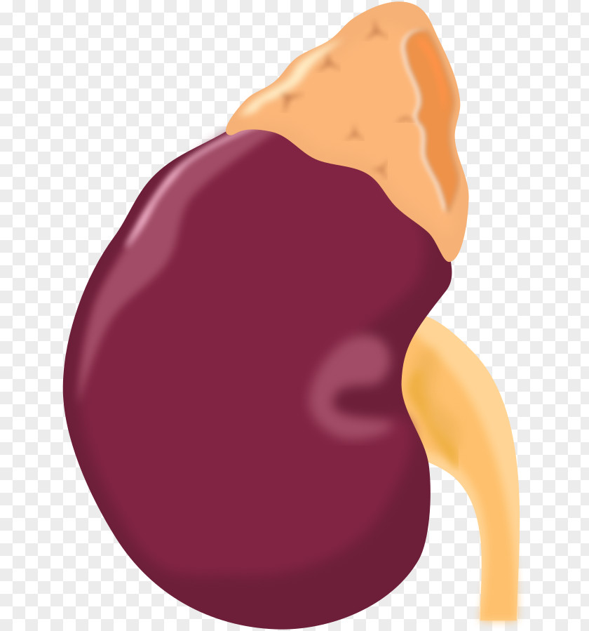 Two Kidneys Chronic Kidney Disease Transplantation Clip Art PNG