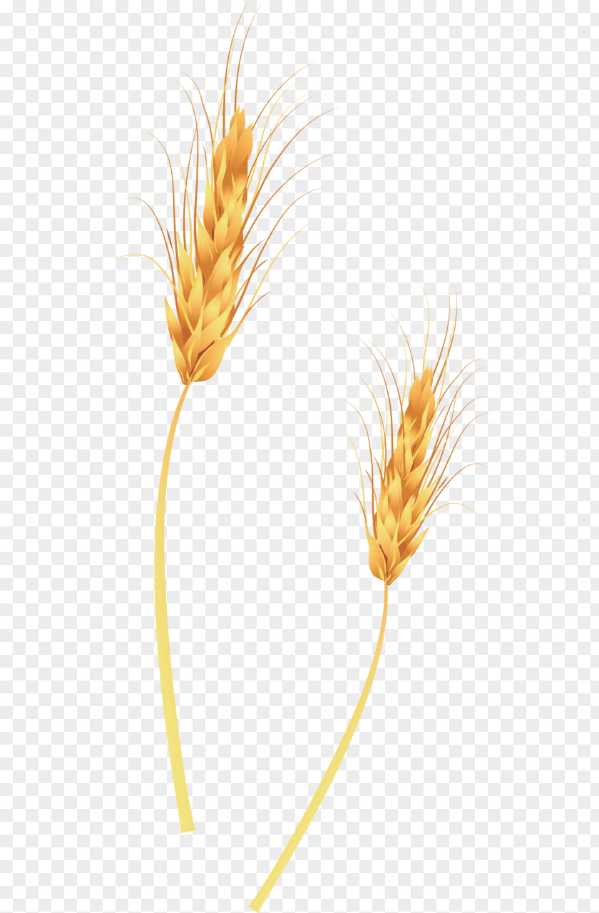 Article Two Wheat Broom-corn Ear Straw PNG