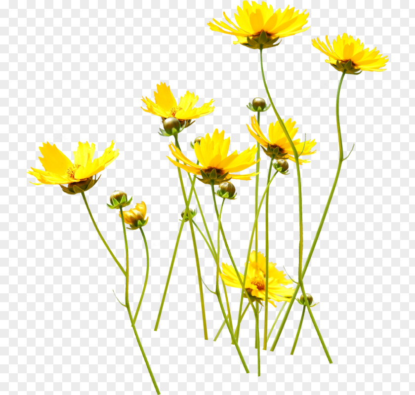 Flower Yellow Clip Art PNG