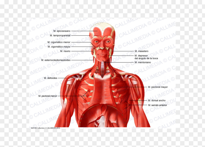 Intercostal Muscle Human Body Neck Muscular System PNG