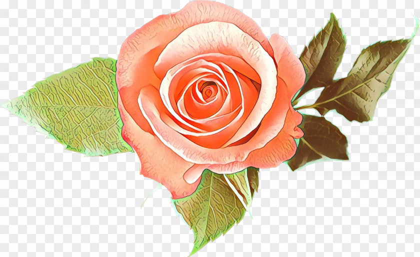 Plant Hybrid Tea Rose Garden Roses PNG