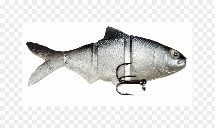 Sardine Castaic Oily Fish Swimbait Milkfish PNG