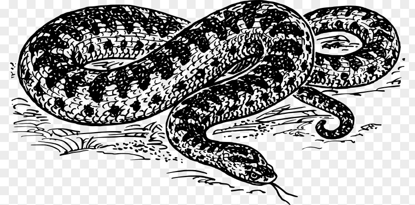 Snake Vipers Drawing Clip Art PNG