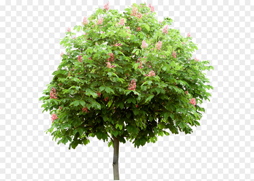 Tree TIFF PNG