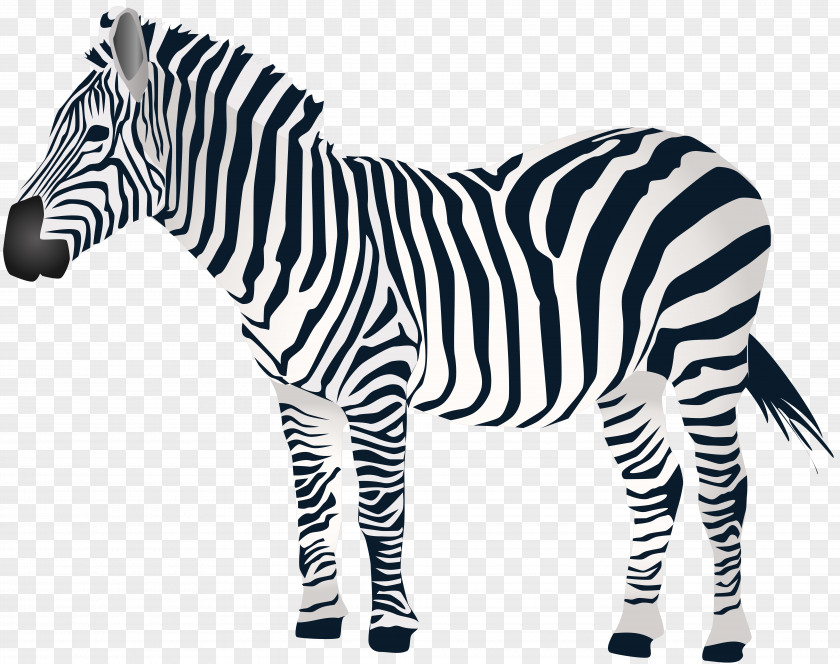 Zebra Clip Art PNG