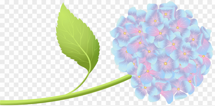 Hortensia Art Clip PNG