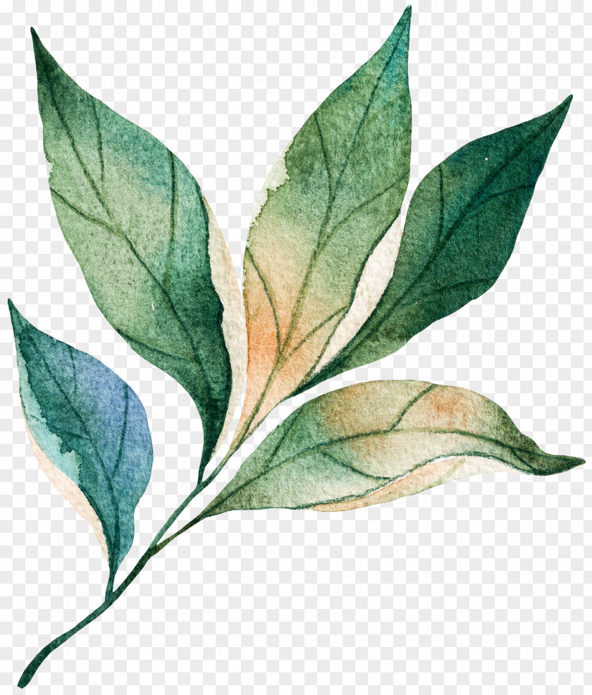 How To Draw Flowers Leaves Watercolor Painting Design Image Vector Graphics PNG
