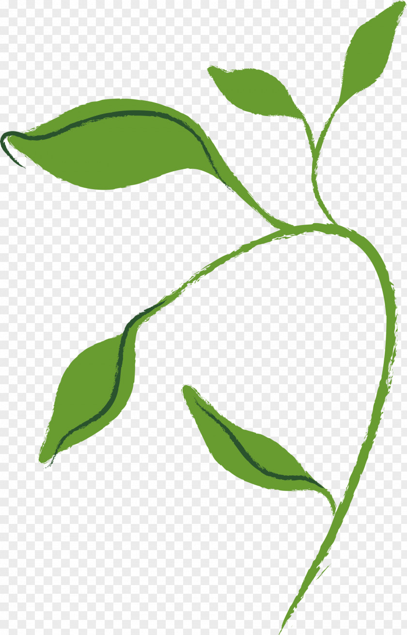 Leaf Plant Flower Stem Tree PNG