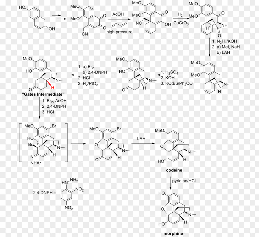 Gates Total Synthesis Of Morphine And Related Alkaloids Chemical Biosynthesis PNG