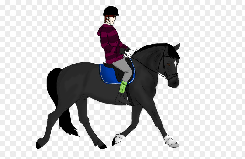 Horse Stallion Dressage Pony Equestrian PNG