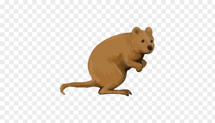 Kangaroo Watercolor Rottnest Island Quokka Macropodidae Icon PNG