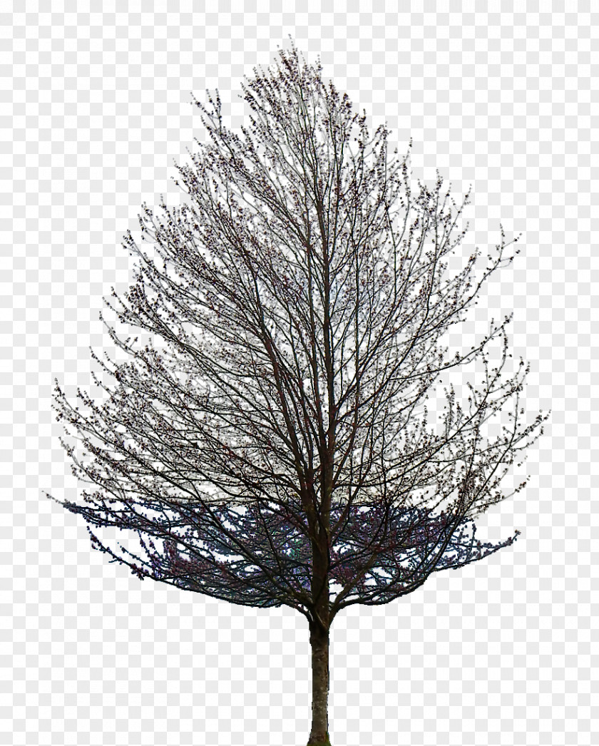 Tree Oak Tattoo Populus Nigra Branch PNG