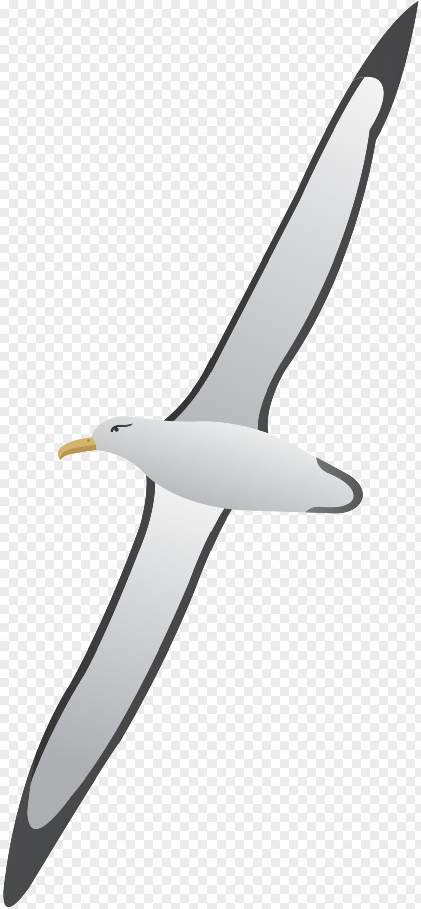 Beak Clip Art Product Design Line PNG