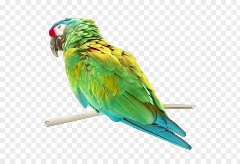 Bird Budgerigar Lovebird Parrot Macaw PNG