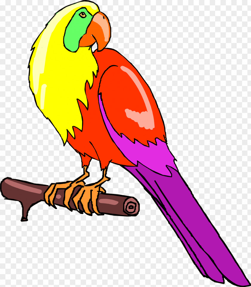 Parrots Bird Parrot Parakeet Macaw Feather PNG